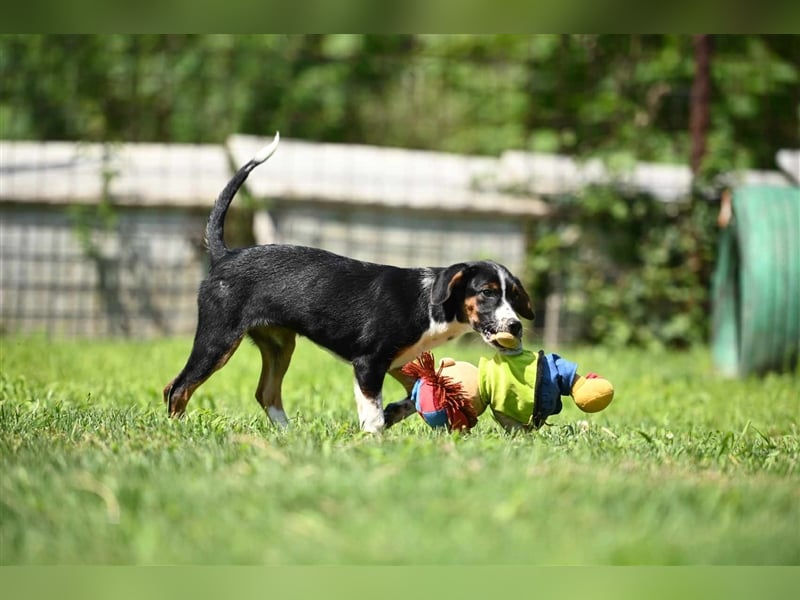 Dora sucht ein Zuhause