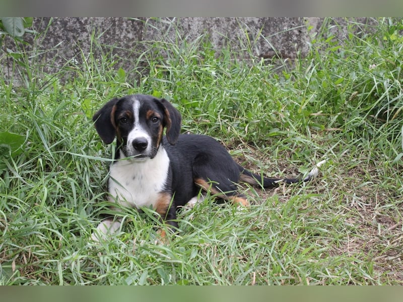 Dora sucht ein Zuhause