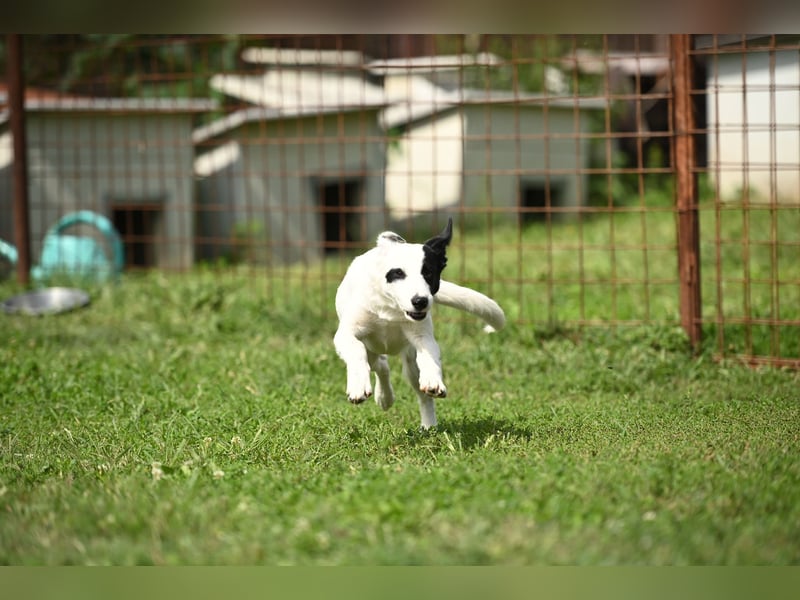 Nyra, ein kleiner Schatz, der auf sein Zuhause wartet