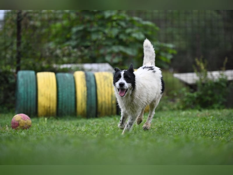 Ara sucht ein Zuhause