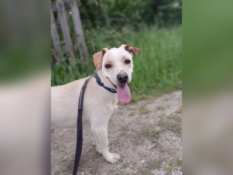 Aramis, charmant und intelligent