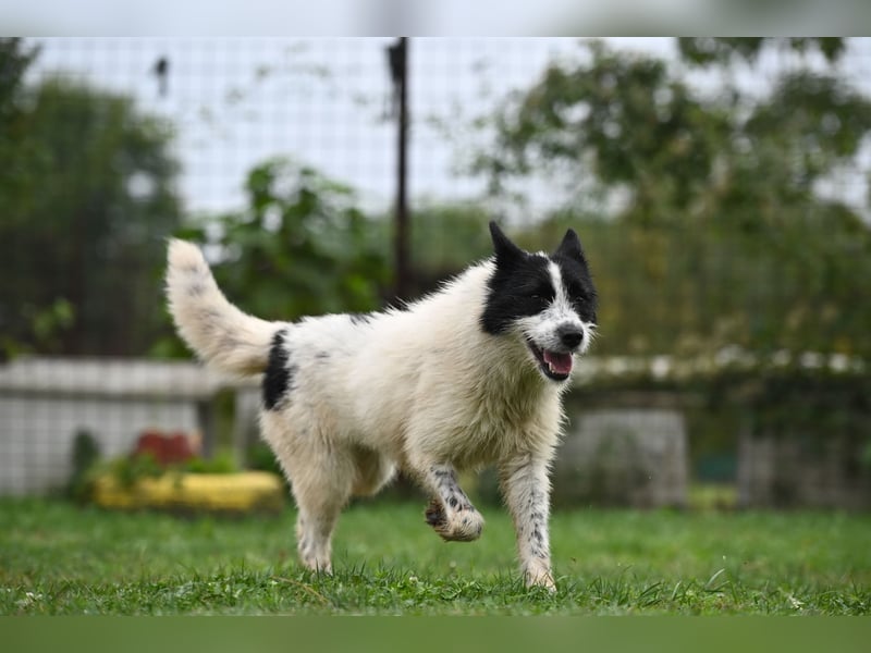 Ara sucht ein Zuhause