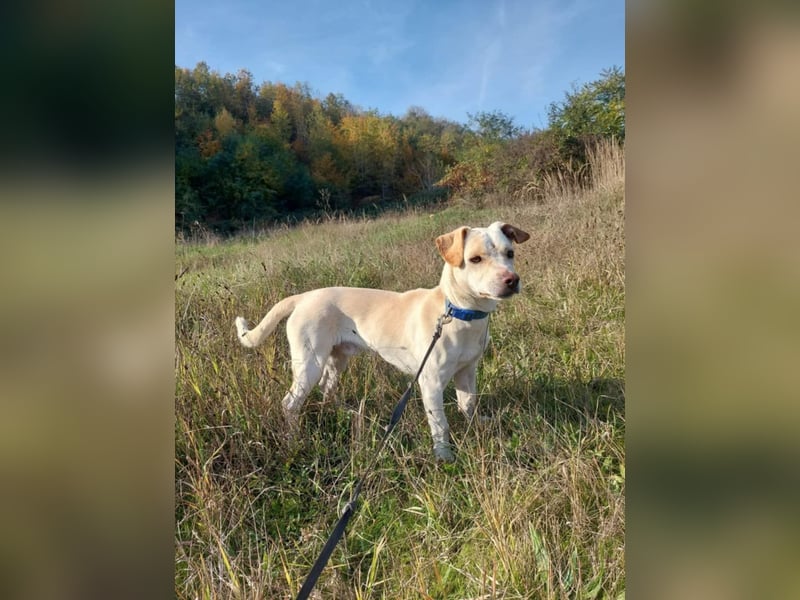 Aramis, charmant und intelligent