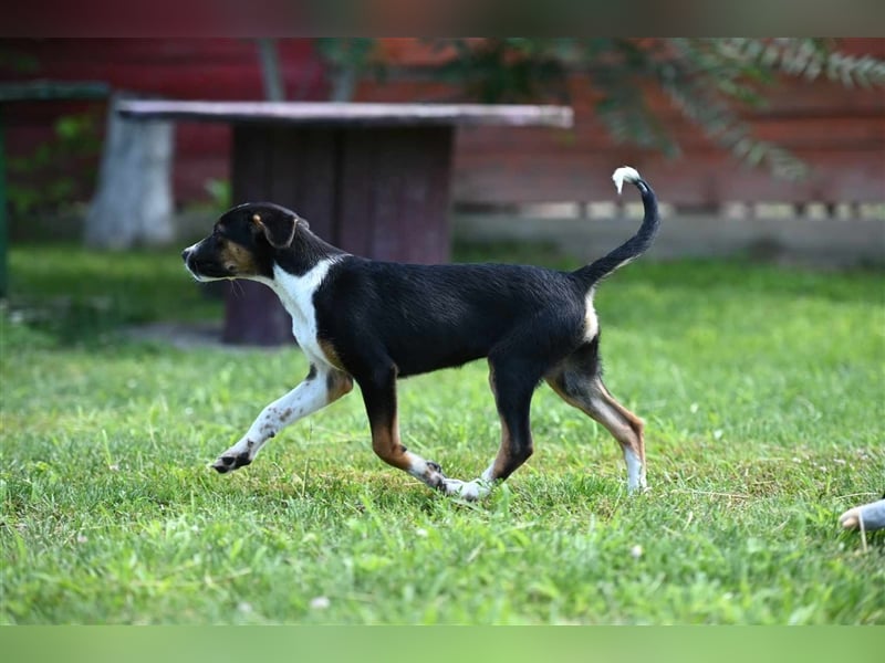 Dora sucht ein Zuhause
