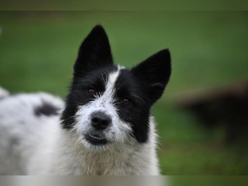 Ara sucht ein Zuhause