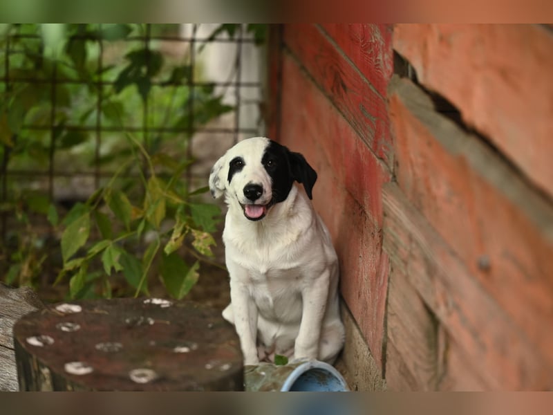 Nyra, ein kleiner Schatz, der auf sein Zuhause wartet