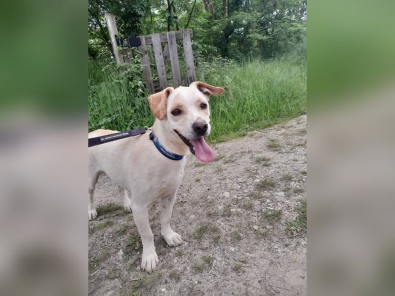 Aramis, charmant und intelligent