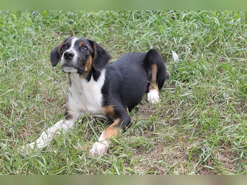 Dora sucht ein Zuhause