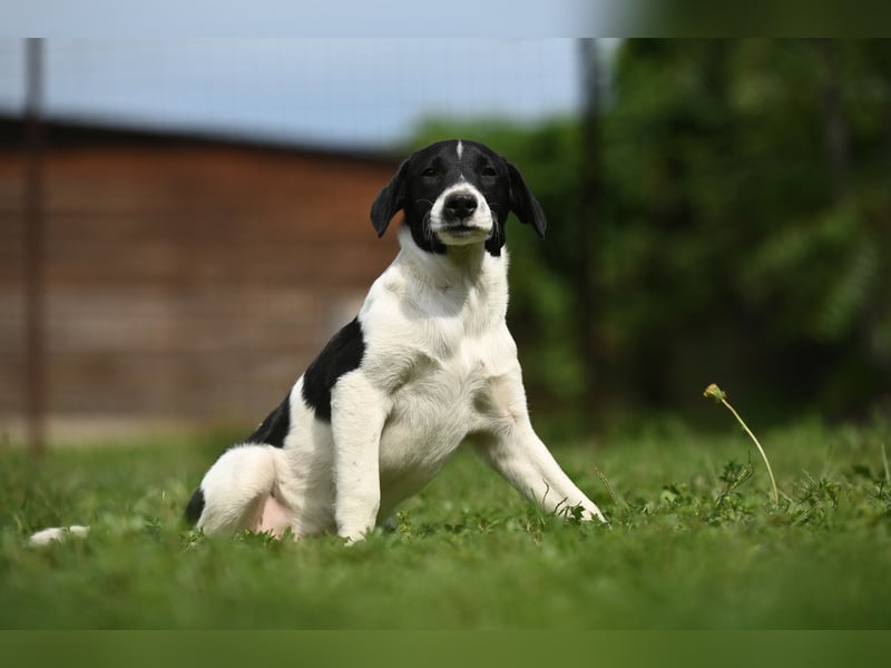 Domino sucht ein Zuhause