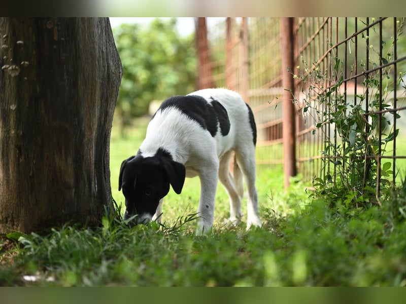 Domino sucht ein Zuhause