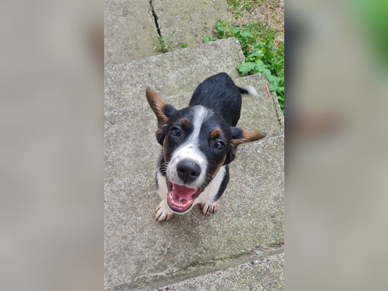 Dora sucht ein Zuhause