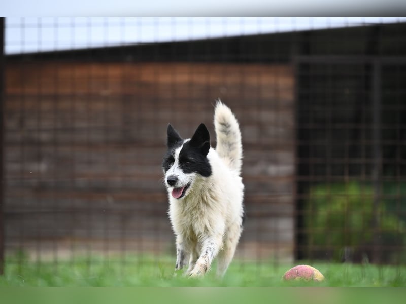 Ara sucht ein Zuhause