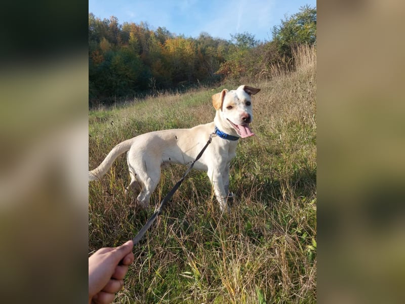 Aramis, charmant und intelligent