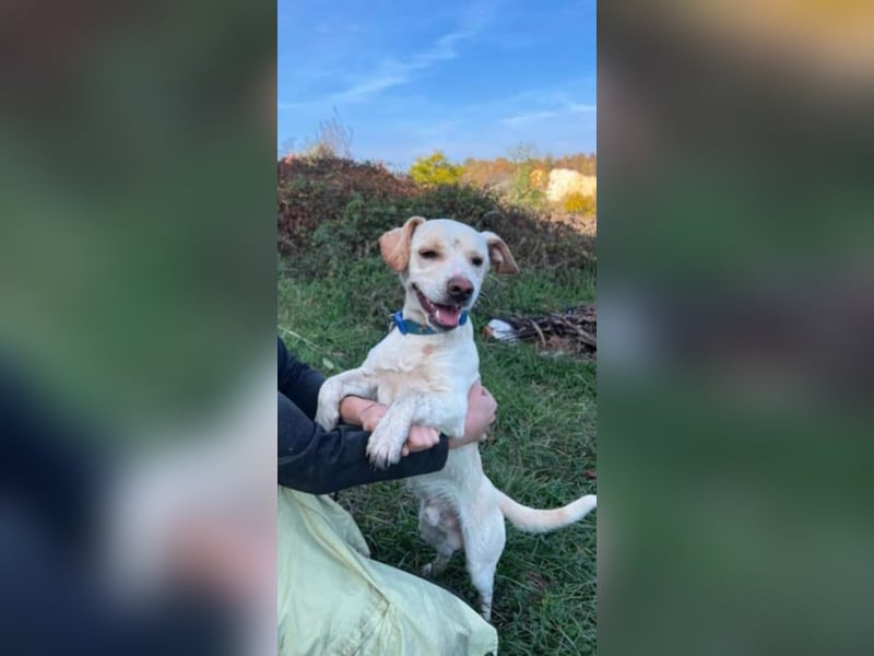 Aramis, charmant und intelligent