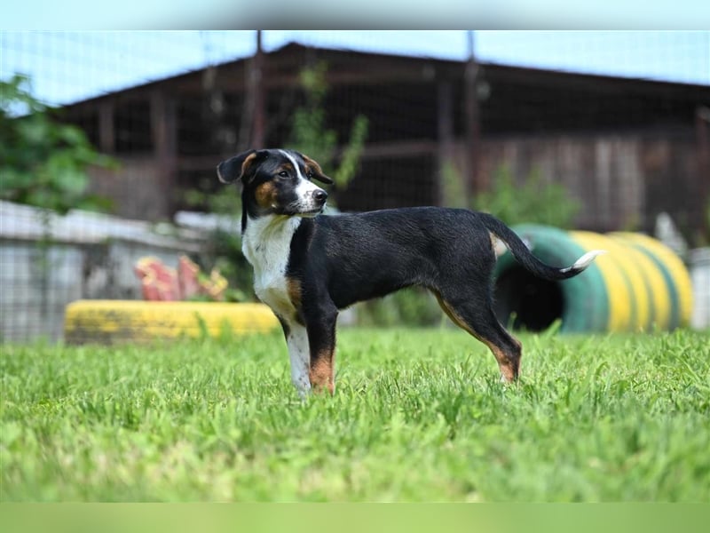 Dora sucht ein Zuhause