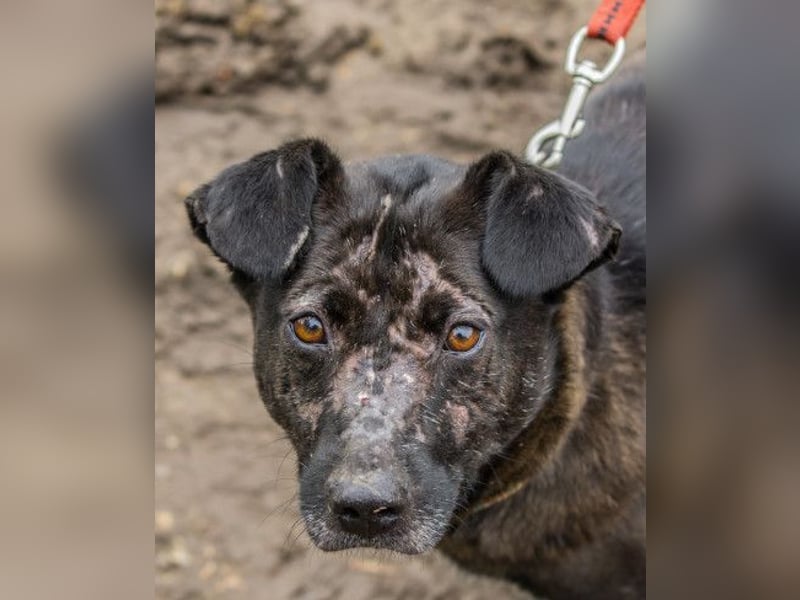 Kotangens - ruhige unauffällige Hundedame sucht Menschen mit Herz