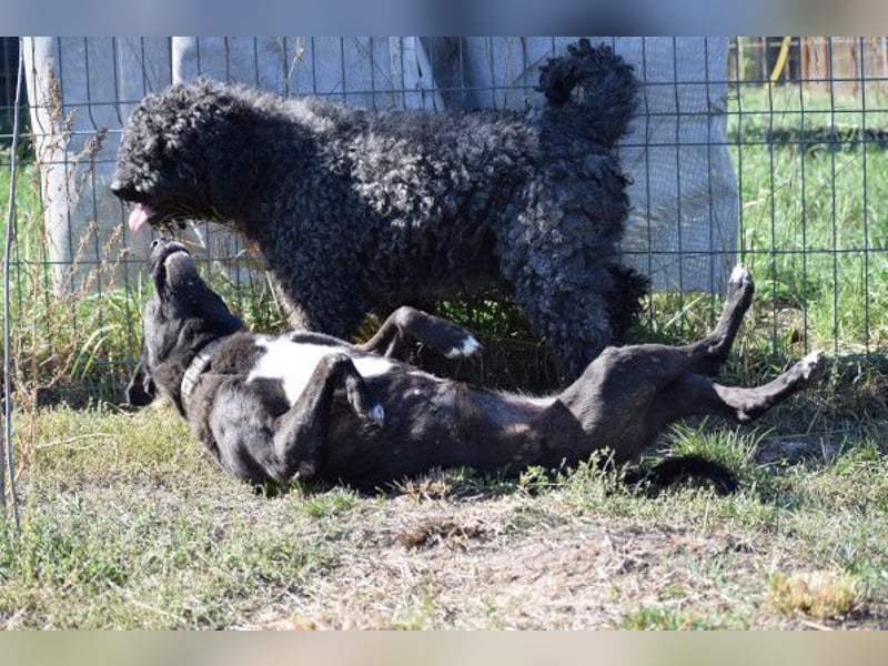 Kotangens - ruhige unauffällige Hundedame sucht Menschen mit Herz