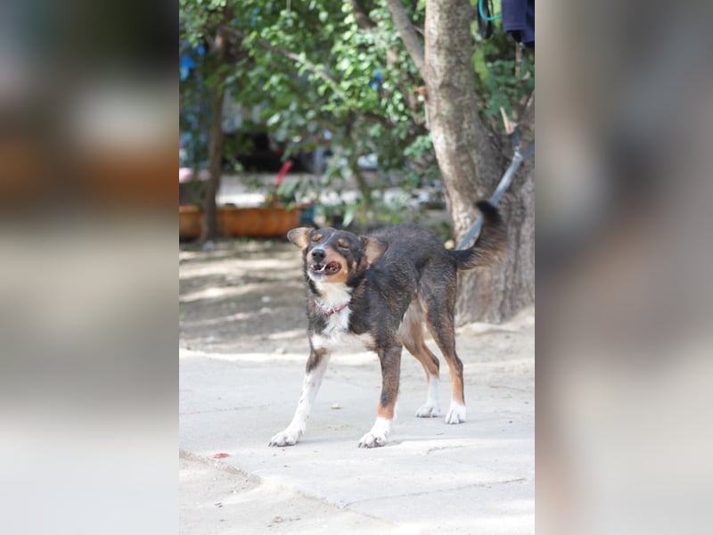 Joshi - lieber, freundlicher Rüde der die Menschen sehr liebt
