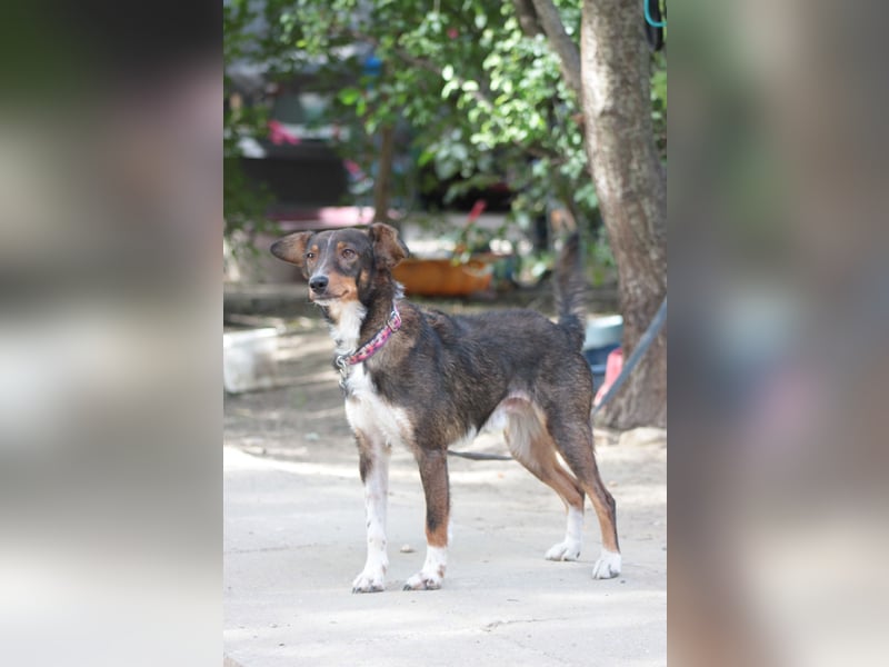 Joshi - lieber, freundlicher Rüde der die Menschen sehr liebt