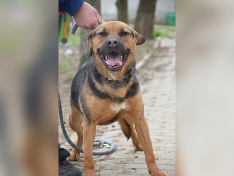 Persil - liebt es gekrault und gekuschelt zu werden, neugierig & freundlich