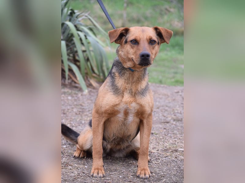 Georgina - freundliche, verschmuste Hündin die uns Menschen mag