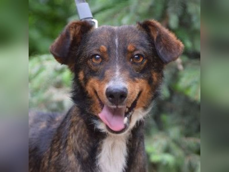 Joshi - lieber, freundlicher Rüde der die Menschen sehr liebt