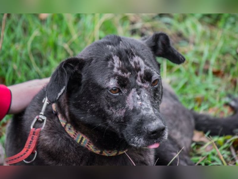 Kotangens - ruhige unauffällige Hundedame sucht Menschen mit Herz