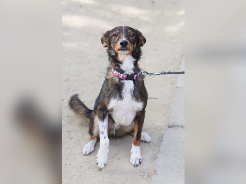 Joshi - lieber, freundlicher Rüde der die Menschen sehr liebt