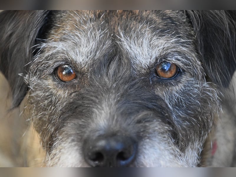 Miss Sophie - freundliche, liebenswerte, bezaubernde Seniorin
