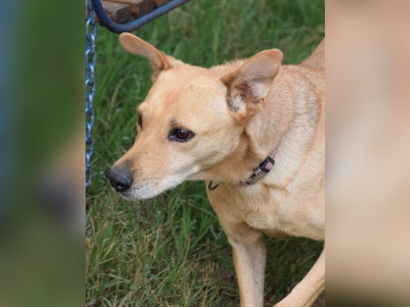 Rosi - verträgliche Hündin, die Zeit und Geduld benötigt