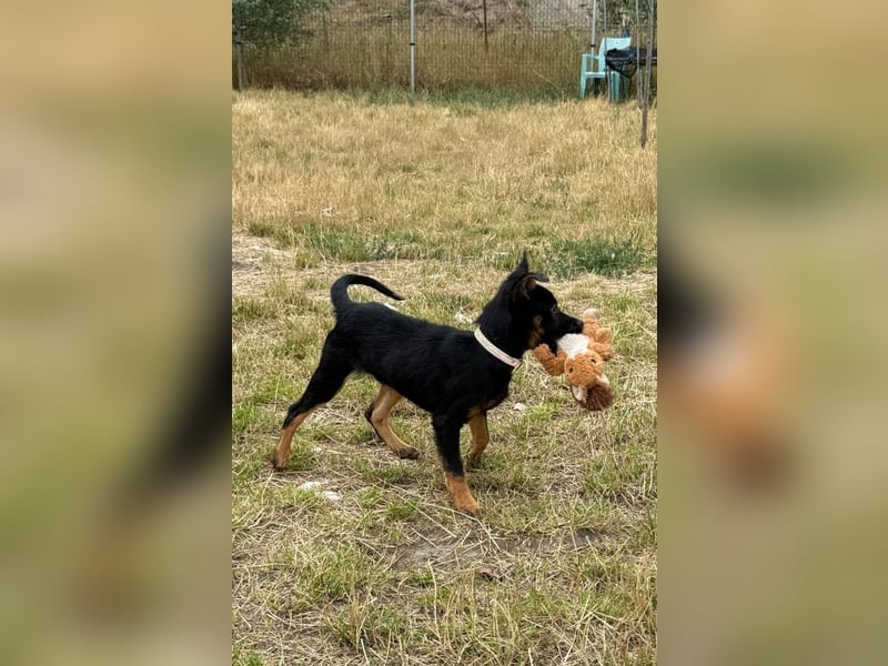 Chico - liebenswerter, junger Rüde der verschmust und verspielt ist