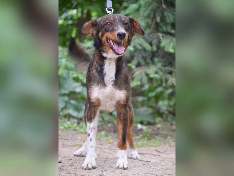 Joshi - lieber, freundlicher Rüde der die Menschen sehr liebt