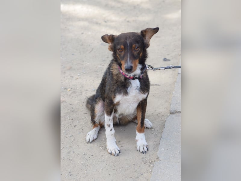 Joshi - lieber, freundlicher Rüde der die Menschen sehr liebt