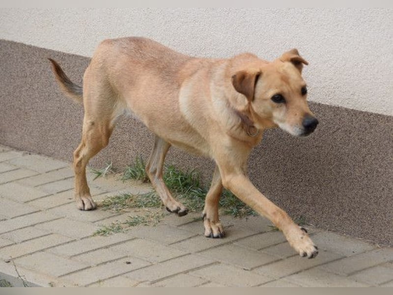 Rosi - verträgliche Hündin, die Zeit und Geduld benötigt