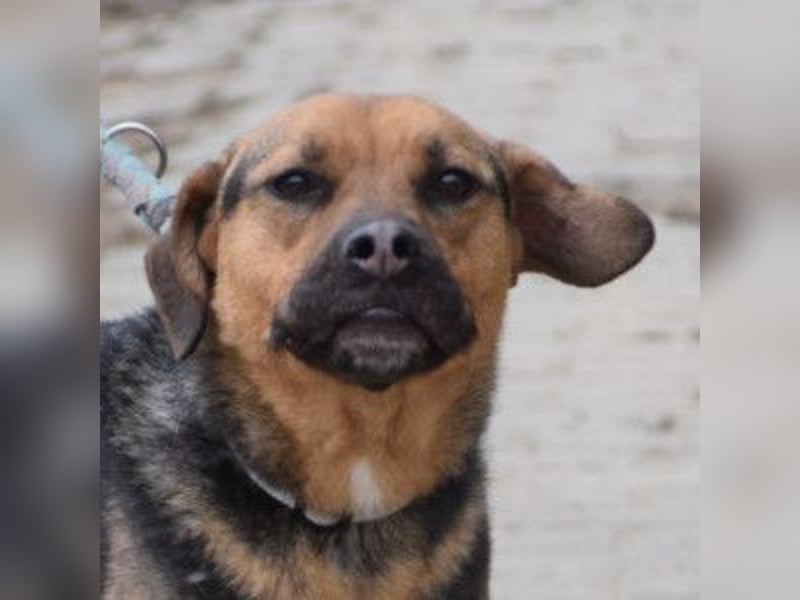 Persil - liebt es gekrault und gekuschelt zu werden, neugierig & freundlich