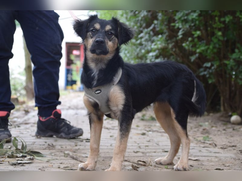 Rose - erobert alle mit ihrer süßen und freundlichen Art