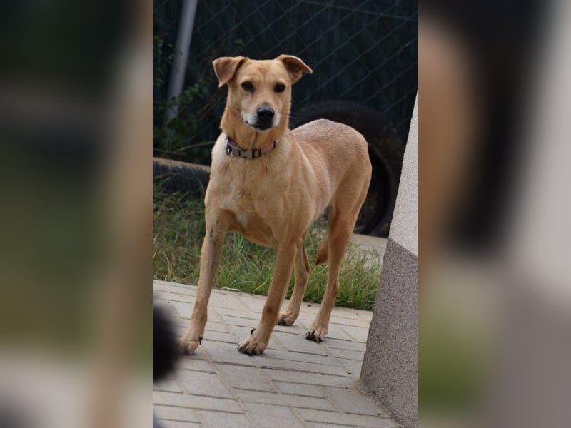 Rosi - verträgliche Hündin, die Zeit und Geduld benötigt