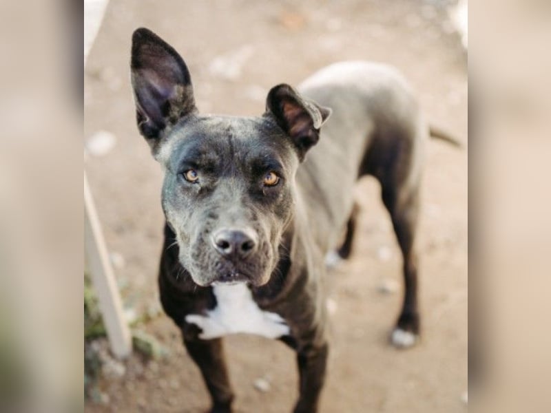 Luna P freundliche verspielte Hündin sucht