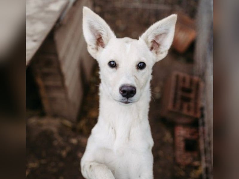 Leni - mutiges junges Hundemädchen