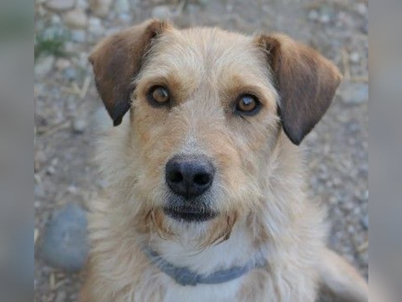 Verschmuste, liebe Lilli sucht erfahrenes Zuhause