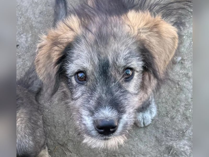 ENIE - verschmustes, menschenbezogenes Welpenmädchen sucht ihre Familie