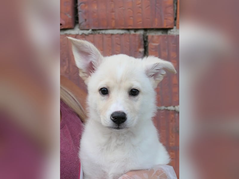 Leni - mutiges junges Hundemädchen