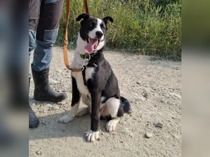 Lernwilliger, zauberhafter Jay-Jay sucht seine Familie