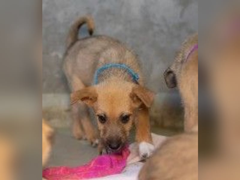 Zauberhafter, lieber Fynn sucht seine Familie