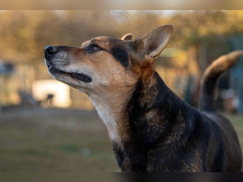 Verschmuster, souveräner Traumhund Rexi sucht seine Familie Verschmuster, souveräner Traumhund Rexi sucht seine Familie