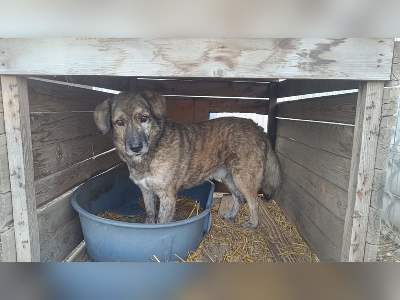 Beghei 11 Jahre braucht dringend ein warmes Plätzchen zum Winter