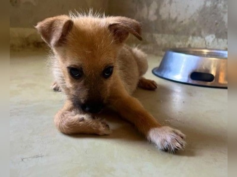 Zauberhafter, lieber Fynn sucht seine Familie