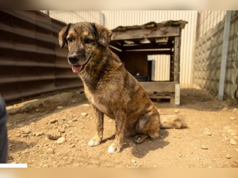 Beghei ruhiger Senior sucht