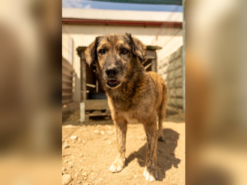 BEGHEI - schüchterner Senior sucht dringend sein Happy End