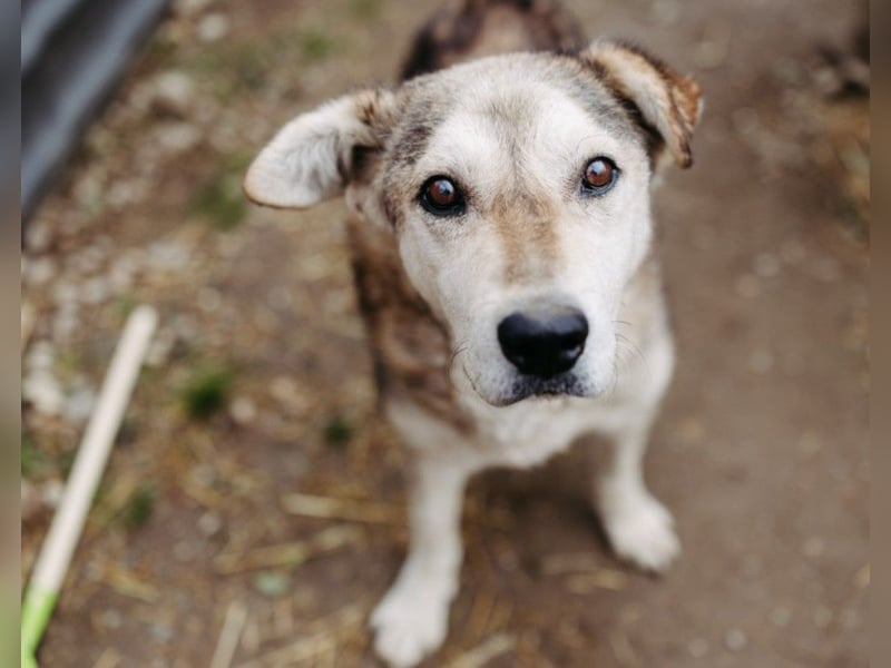 Unser Senior Fred sucht ganz dringend